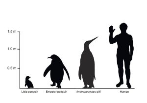 Penguins