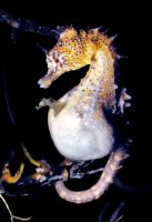 Pot-bellied Seahorse