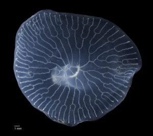 Deep-sea Mushroom