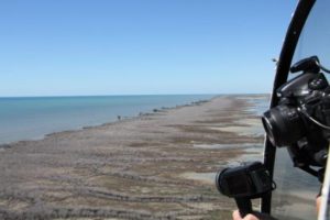 Mangrove dieback