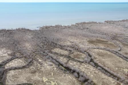 Mangrove dieback at the Limmen Bight River mouth