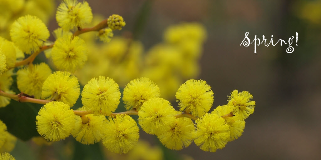 How to grow wattle trees from seed - It's spring, happy wattle day! - Acacia pycnantha flowers
