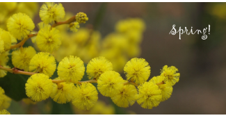 How to grow wattle trees from seed - It's spring, happy wattle day! - Acacia pycnantha flowers