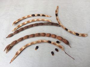 acacia genistifolia seed pods