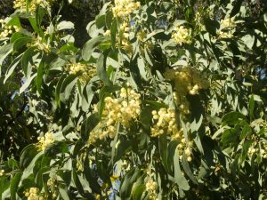 How to grow wattle trees from seed - Acacia falciformis flowers