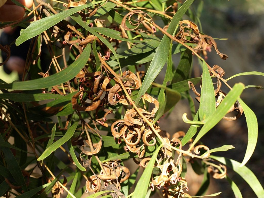 how-to-grow-wattle-trees-from-seed-ecobits-australia