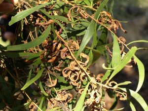 Acacia melanoxylon seed pods