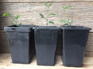 How to grow wattle trees from seed: Acacia melanoxylon young plants