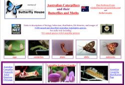 Australian Caterpillars and their Butterflies and Moths