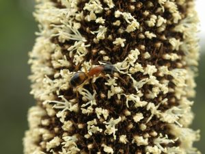 How to grow a wildlife garden: ant on grass tree flower spike