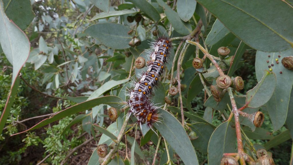 How to create a wildlife-friendly garden: caterpillar in eucalyptus