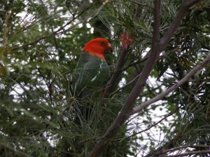 How to grow a wildlife garden: king-parrot-eating-grevillea-seed