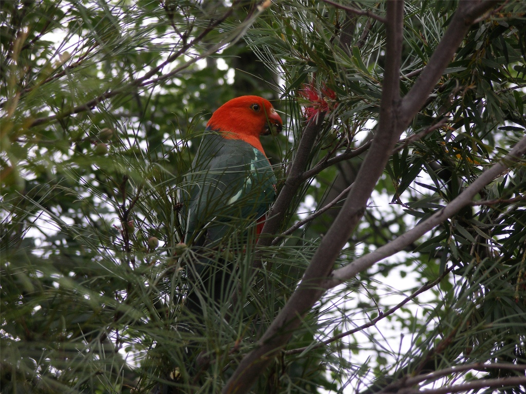 How to create a wildlife-friendly garden: king-parrot-eating-grevillea-seed