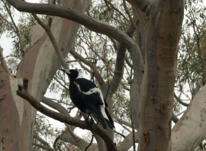 How to grow a wildlife garden: magpie in tree