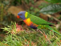 How to grow a wildlife garden: rainbow lorikeet on grevillea