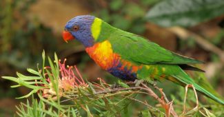 How to grow a wildlife garden: rainbow lorikeet on grevillea