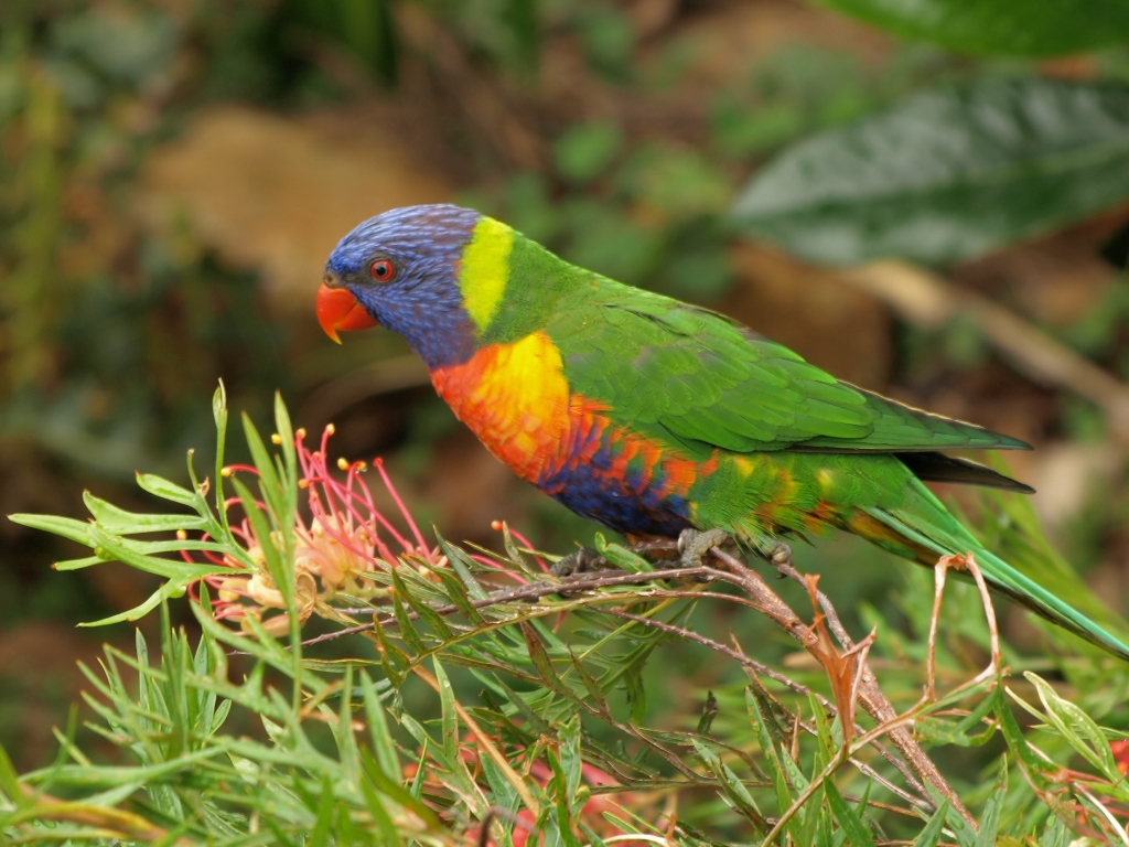 How to create a wildlife-friendly garden: rainbow lorikeet on grevillea