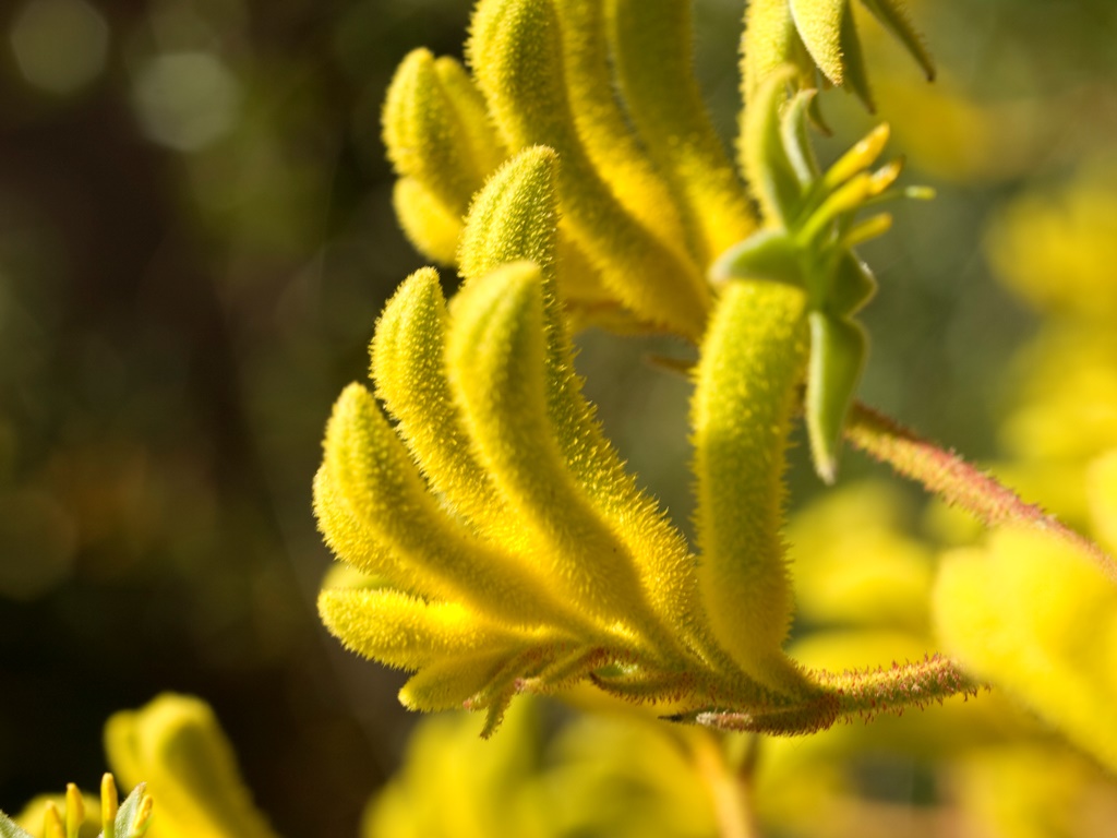 Local plants for gardens in Perth and Western Australia: Anigozanthos flavidus