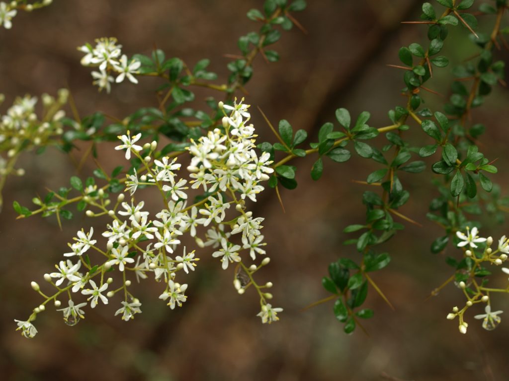 local plants for gardens in Hobart and Tasmania: Bursaria spinosa