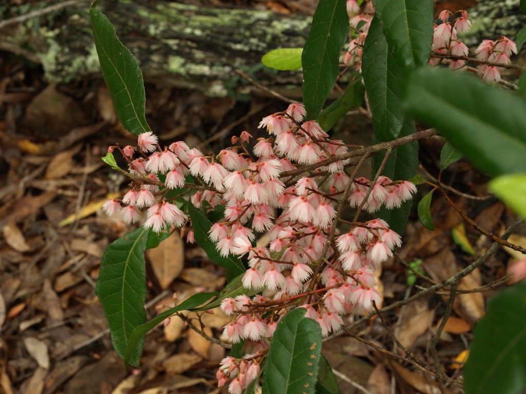 Local plants for gardens in Brisbane and Queensland