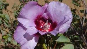 Local plants for Darwin and Northern Territory gardens: Gossipium sturtianum