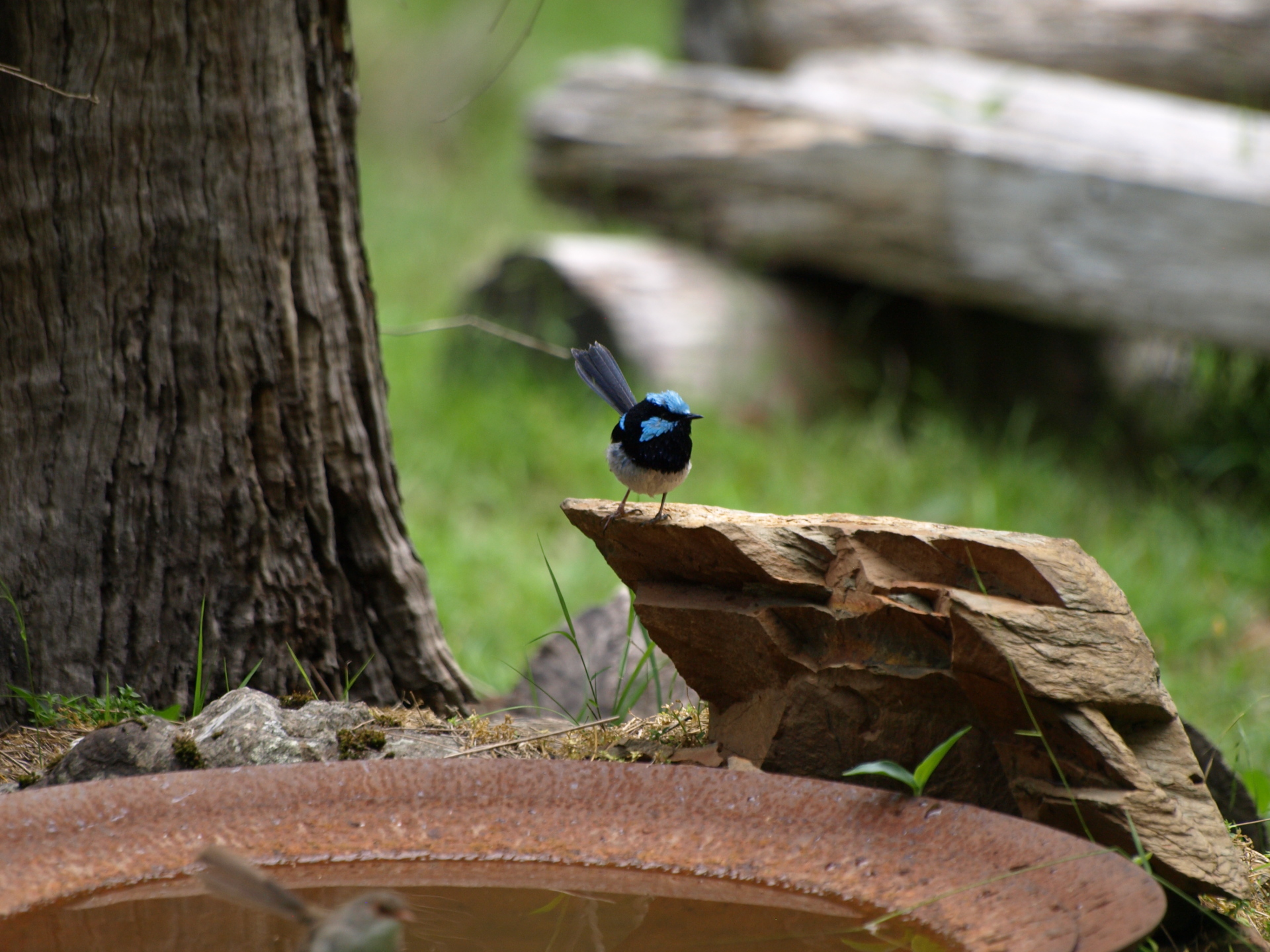 How to create a wildlife-friendly garden: bird bath