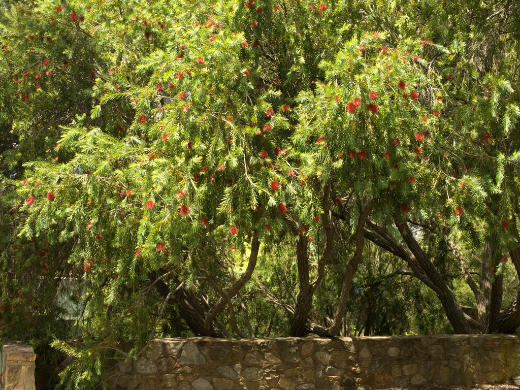 How to create a wildlife-friendly garden: bottlebrush