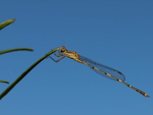 How to create a wildlife-friendly garden: dragonfly