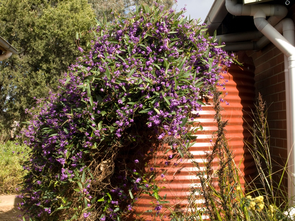 How to create a wildlife-friendly garden: Hardenbergia on water tank