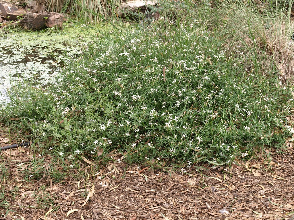 How to create a wildlife-friendly garden: mulch path