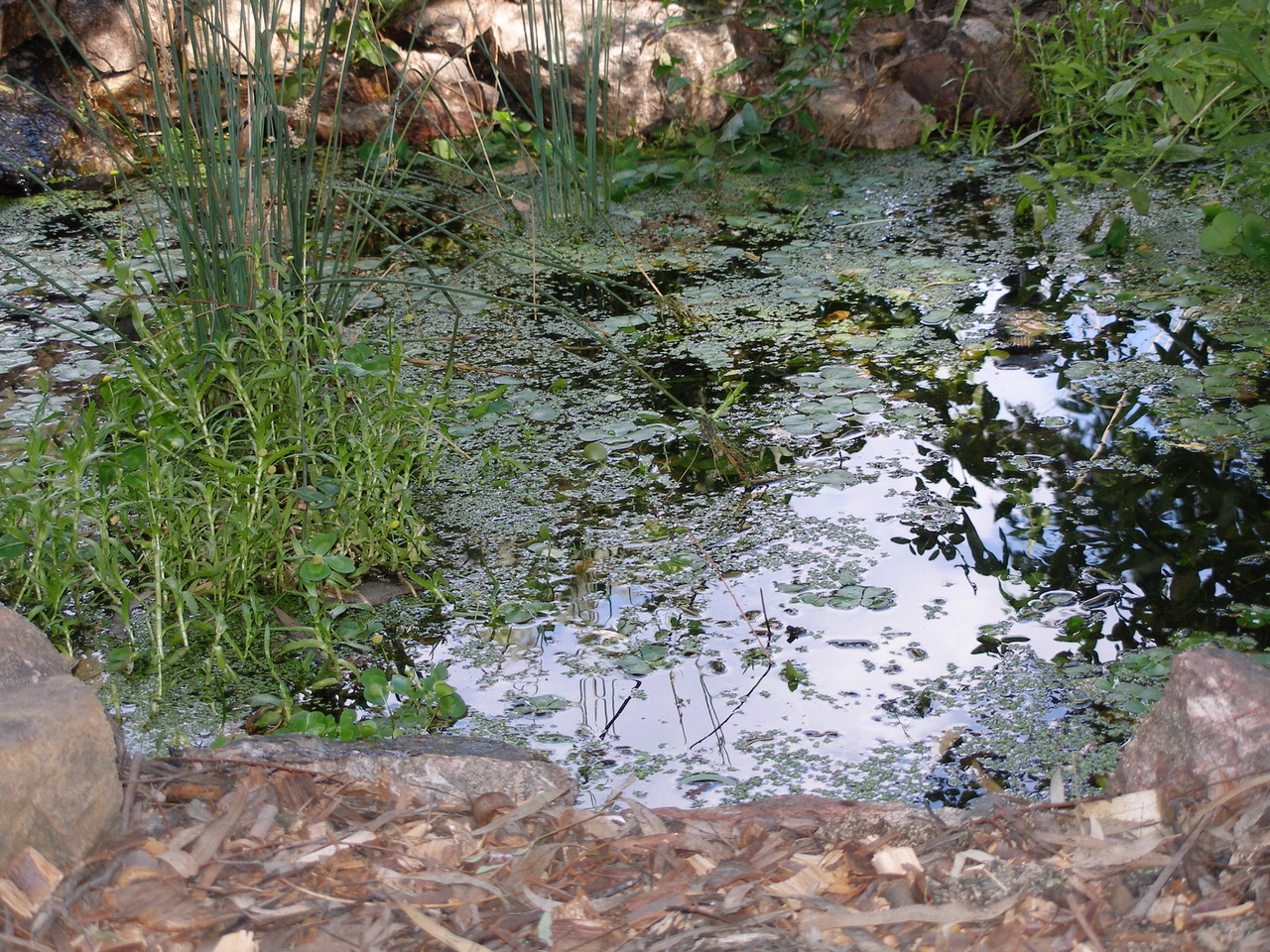 How to create a wildlife-friendly garden: pond