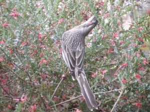 How to grow a wildlife garden: wattlebird in grevillea