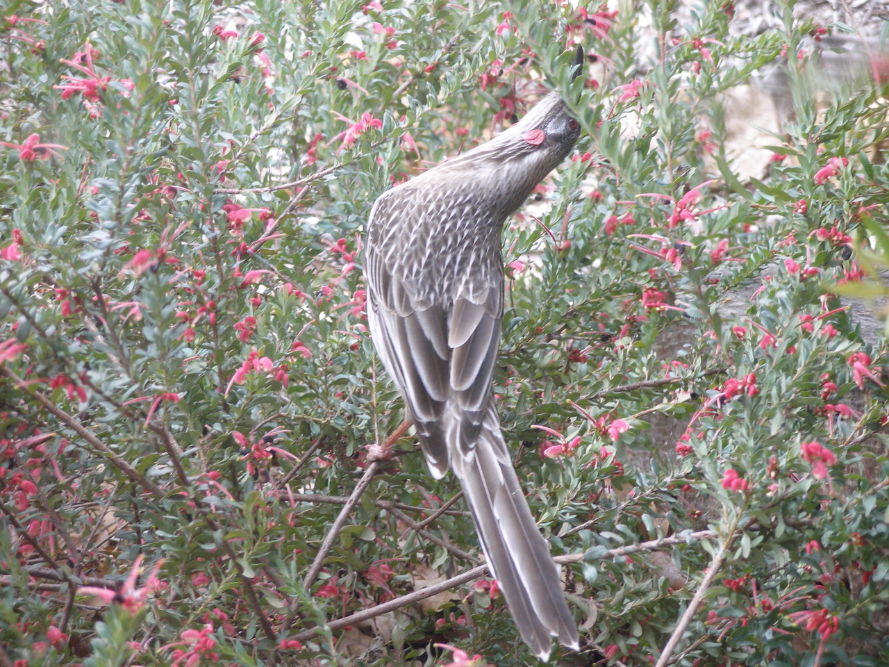 How to create a wildlife-friendly garden: wattlebird in grevillea