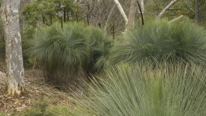 How to grow grass trees: Xanthorrhoea glauca subsp. glauca at the Australian National Botanic Gardens