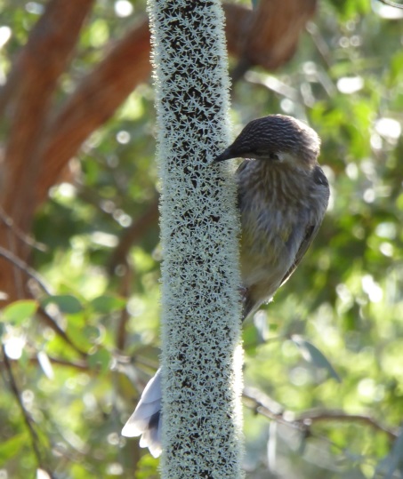 How to grow grass trees: Grass Tree (Xanthorroea) flowering spike with ripe seed and Crimson Rosella (Platycercus elegans) eating seed