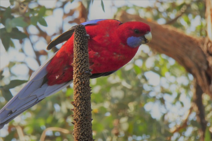 How to grow grass trees: Grass Tree (Xanthorroea) flowering spike with ripe seed and Crimson Rosella (Platycercus elegans) eating seed