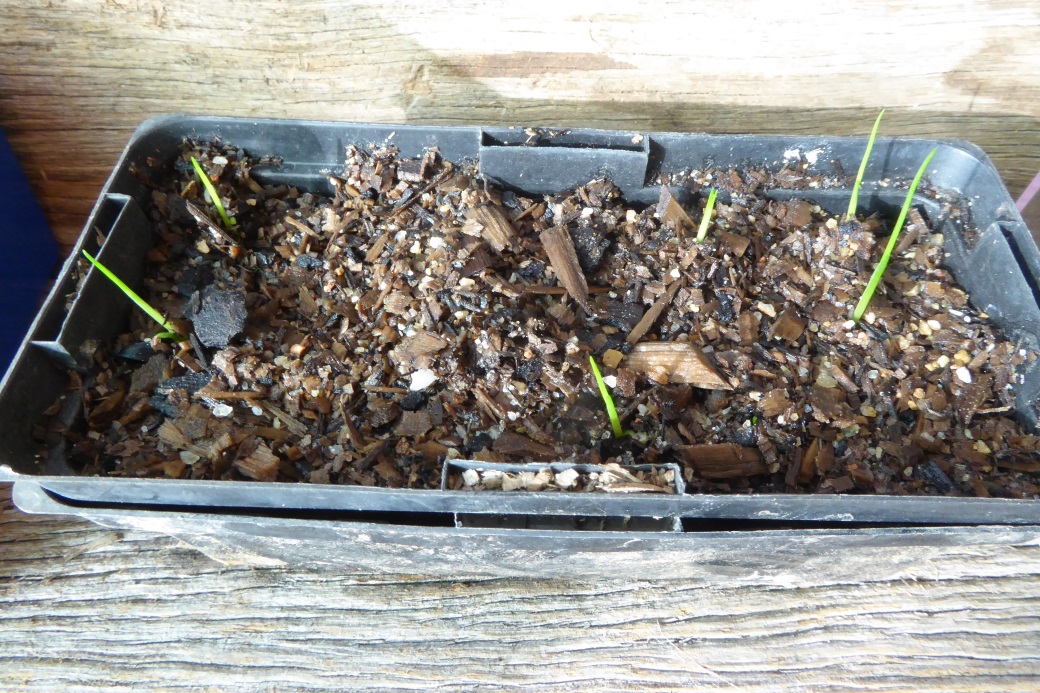 How to grow grass trees: Very young Grass Tree (Xanthorrhoea) seedlings in punnet.