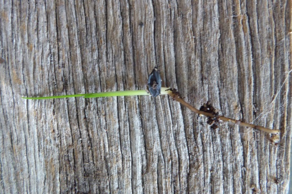 How to grow grass trees: seedling of Xanthorrhoea