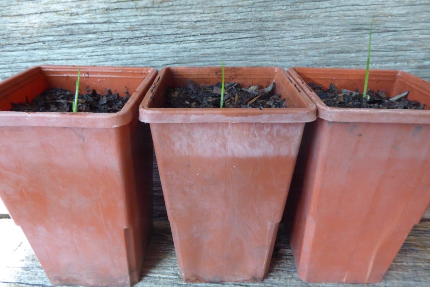 How to grow grass trees: Grass Tree (Xanthorrhoea) young potted seedlings