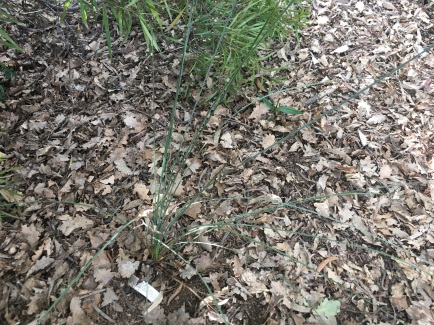 How to grow grass trees: young Grass Tree (Xanthorrhoea) plant at 5 years (shady spot)