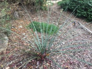 How to grow grass trees: young specimen of Xanthorrhoea