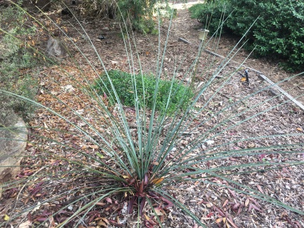 How to grow grass trees: young Grass Tree (Xanthorrhoea) at 7 years in semi-shaded spot