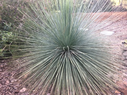 How to grow grass trees: Young Grass Tree (Xanthorrhoea) at 10 years in a sunny garden spot.