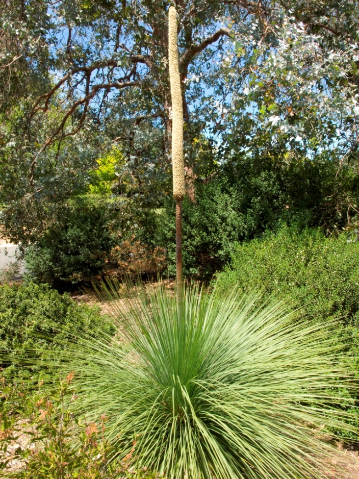 How to grow grass trees: Grass Tree (Xanthorrhoea) with flowering spike