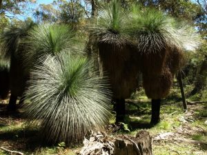 How to grow grass trees: Xanthorrhoea glauca, a species with a stem