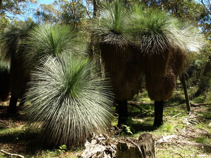 Giant Grass Trees (Xanthorroea glauca) with a large stem at Coolah Tops National Park, NSW.