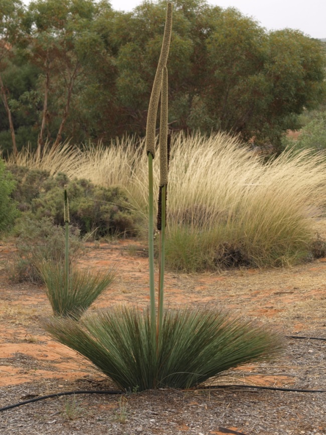 How to grow grass trees: Xanthorrhoea quadrangularis, a species without a stem