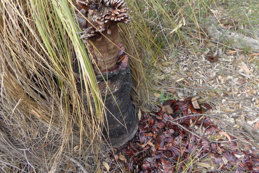 How to grow grass trees: stem with leaf bases, some dropped to the ground