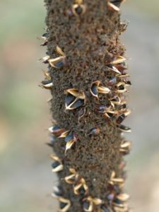 How to grow grass trees (Xanthorrhoea), flowering spike with seed
