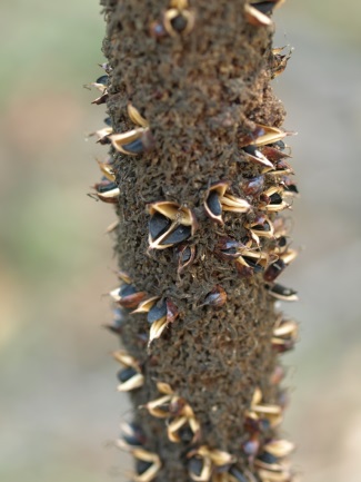 Grass tree (Xanthorrhoea) spike with protruding, split capsules that contain the black seeds.